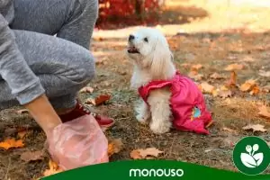 Biodegradable dog poop bags to collect your pet’s feces